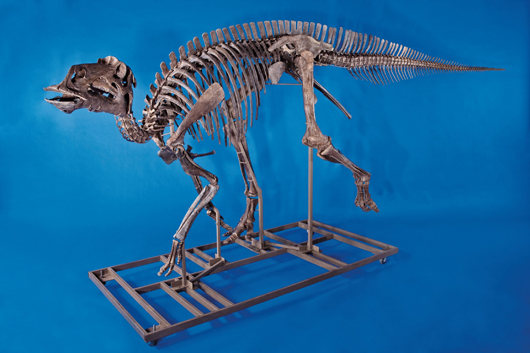 Skeleton of Duckbill Dinosaur. Heritage Auctions image.